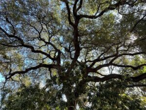 photo of an austin beautiful tree