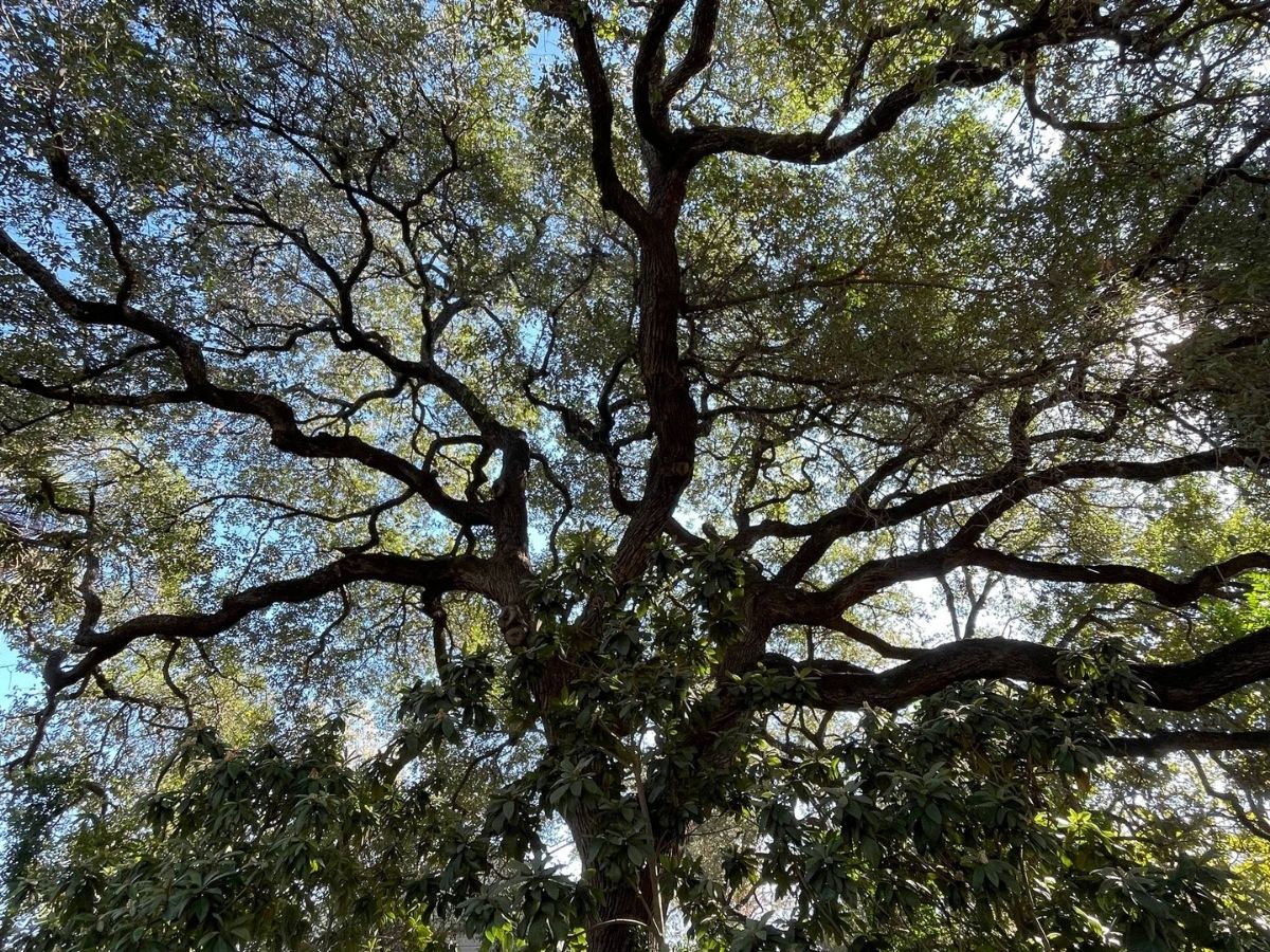 photo of an austin beautiful tree